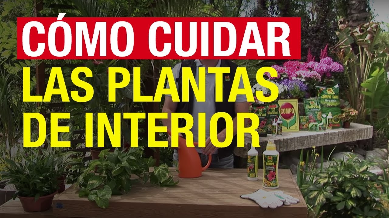 Cómo cuidar las plantas de interior - COMPO Jardinería