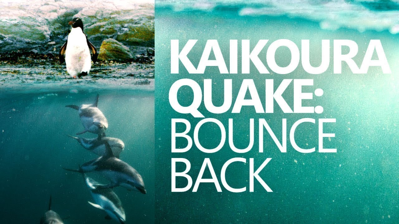 Kaikoura Quake - Bounce Back