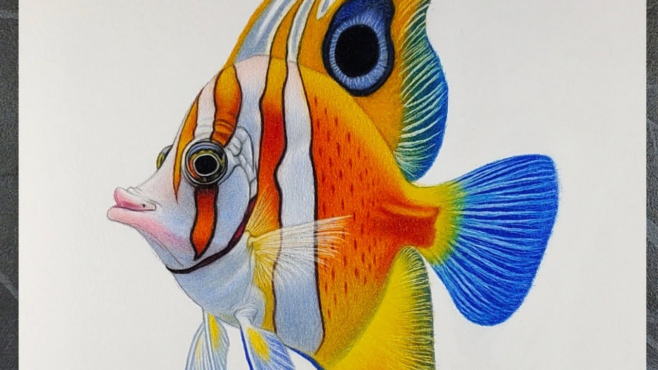 Realistic Beautiful Fish Drawing | Colour Pencil Timelapse Art 