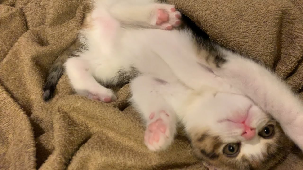 【子猫】トロける２匹とコロもふ１匹【スコティッシュフォールド】