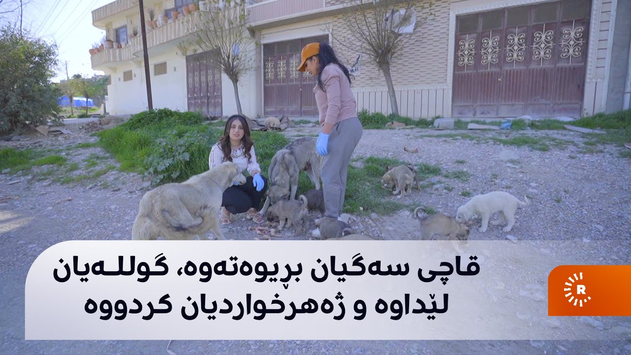 ماڵی و کێوی باسی سەگی بێلانە دەکات