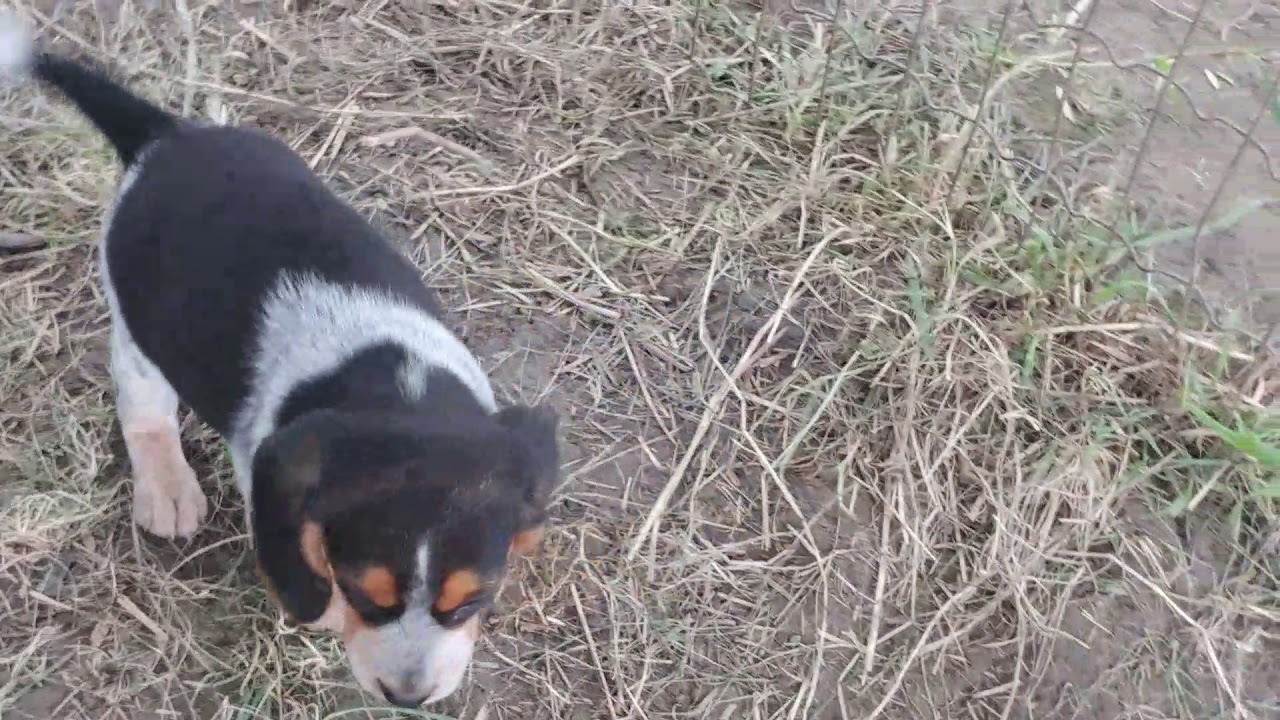 Bluetick Beagle and Tricolor Beagle puppies