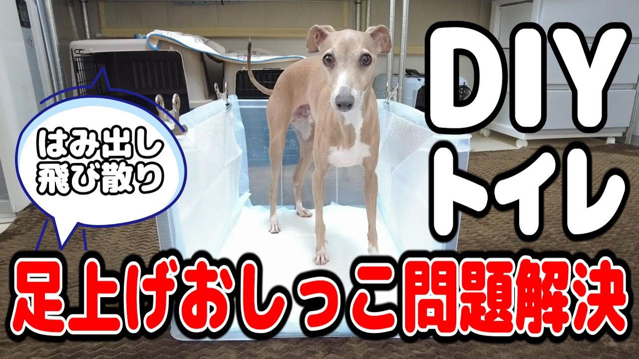 足上げおしっこ飛び散り問題を解決する簡単DIYトイレがこちらです #イタグレ #ミニピン