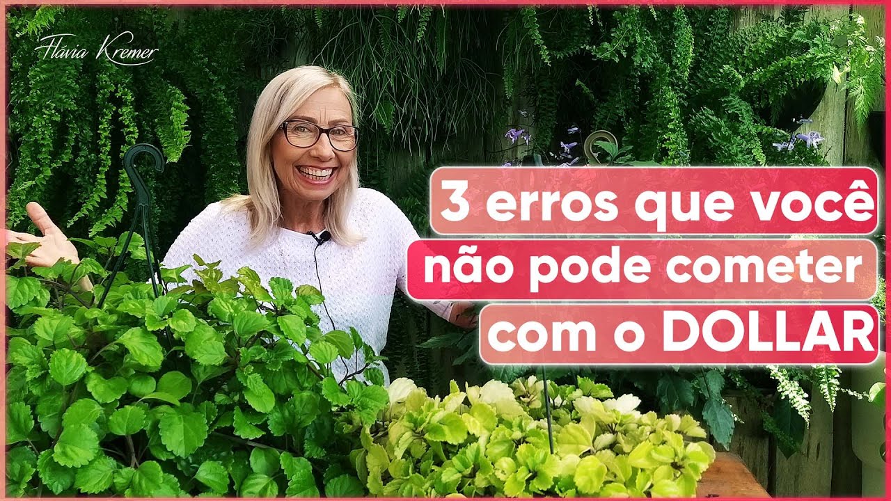 3 Erros que você não pode cometer com a planta Dólar | Flávia Kremer