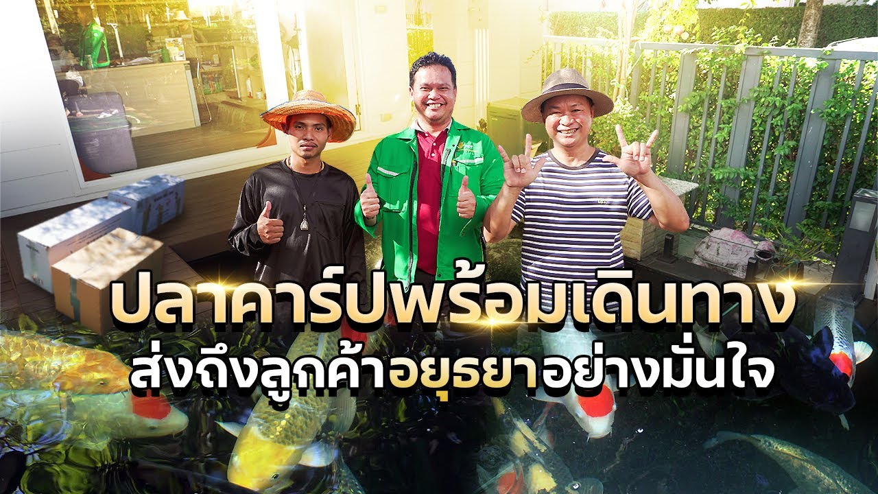 รีวิวส่งปลาคาร์ปให้ลูกค้าที่อยุธยา | จากฟาร์มถึงบ่อจริง