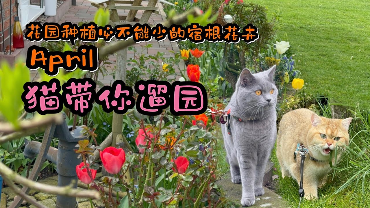 我家猫会带人遛花园了/四月超多宿根花卉/花园规划布局 /10.04.2024