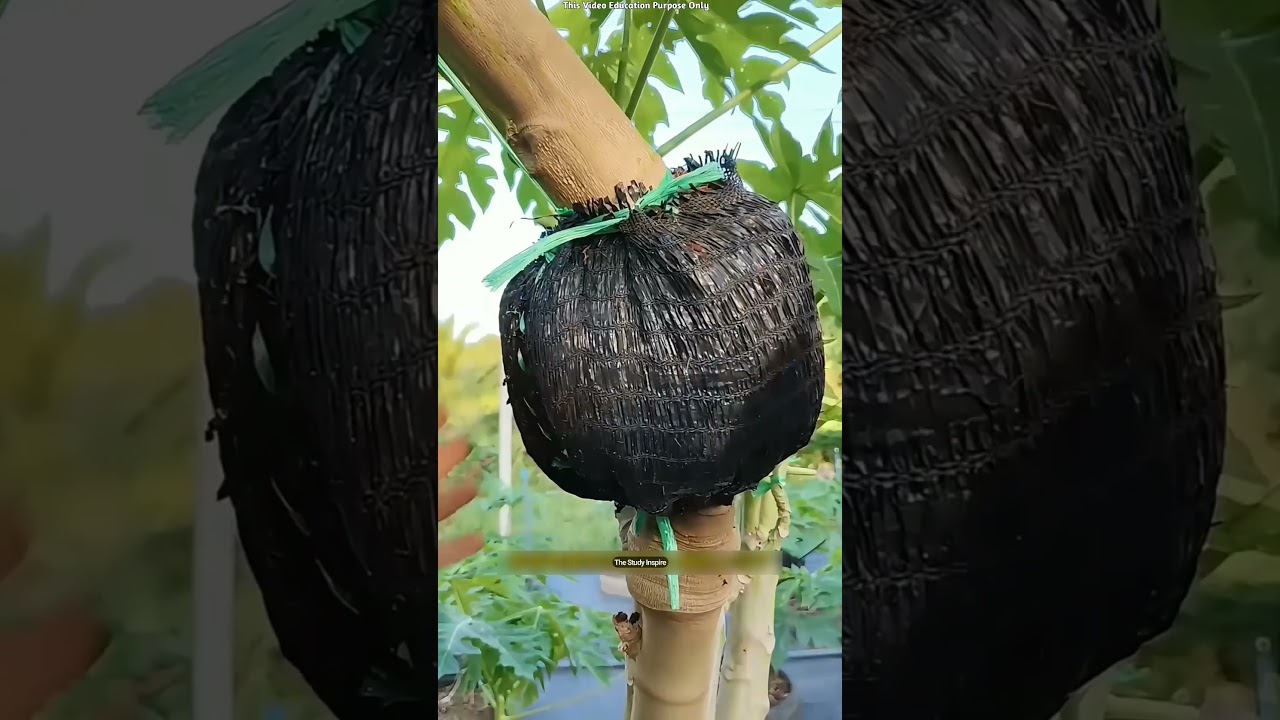 Japan's Secret Trick to Grow Seedless Papaya Trees! 🌱😳 #shortsvideo
