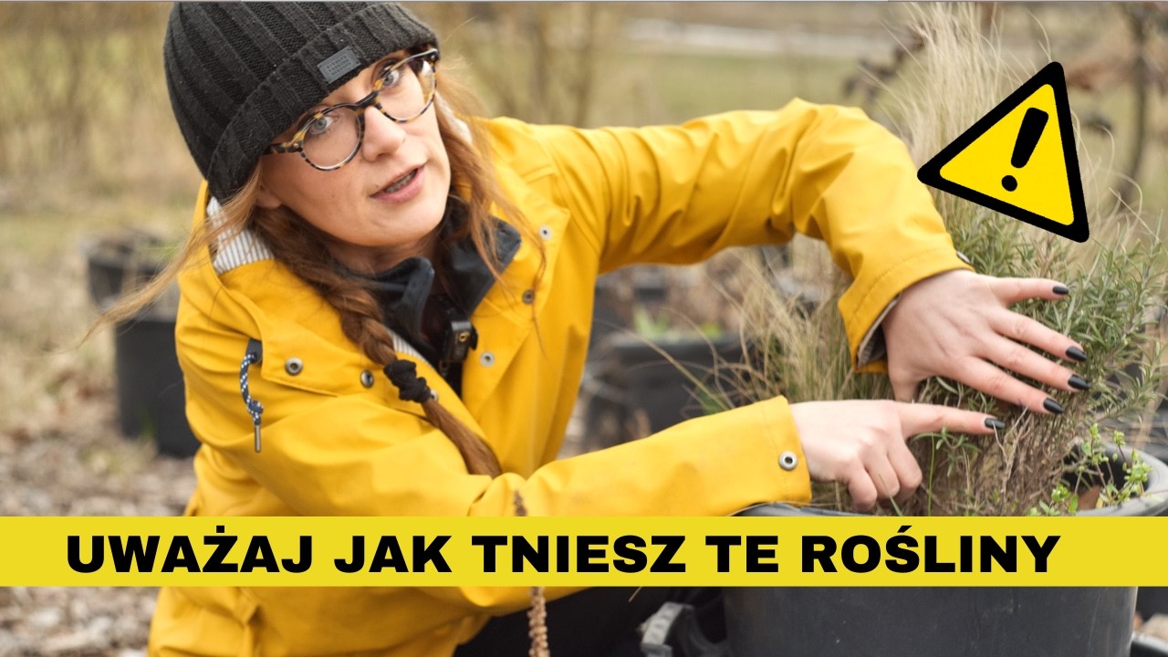 ZR&Oacute;B TO DOBRZE, inaczej nie odrosną - cięcie lawendy, szałwii, macierzanki, hyzopu, santoliny,