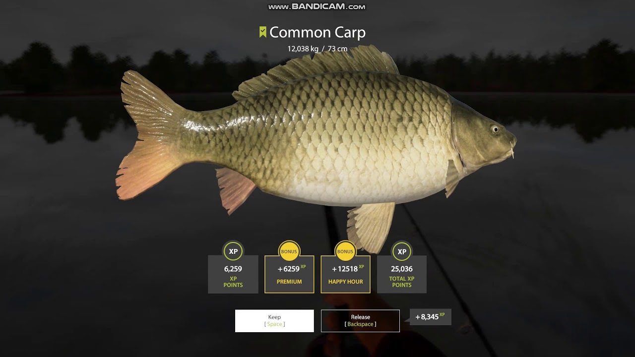 Russian Fishing 4 The Amber Lake Hot Spot Carp
