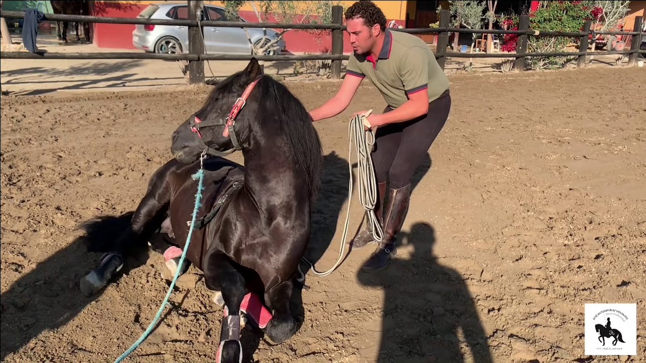 Cómo enseñar a un caballo a tumbarse sin violencia (con sus problemas y soluciones) - Parte 1