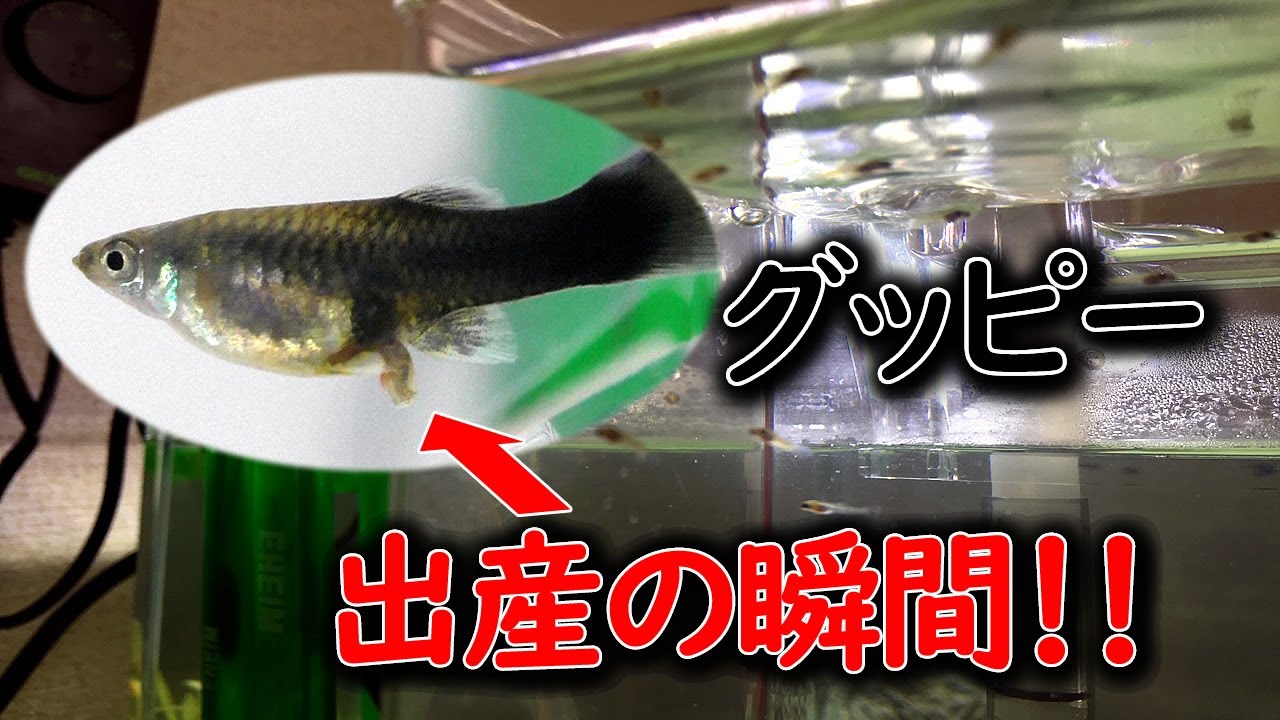 グッピー出産の瞬間！稚魚の育て方や餌を与えるタイミングについて A Guppy Having Babies