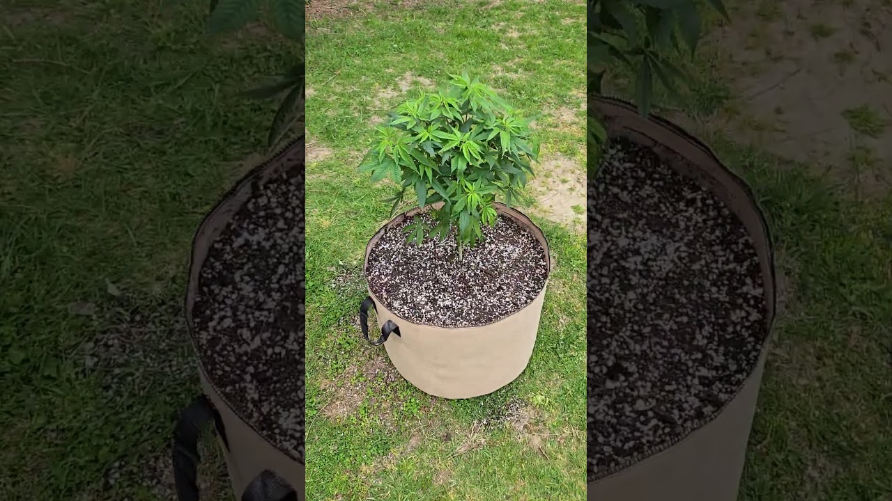 transplanted outside 2024 cannabis grow.
