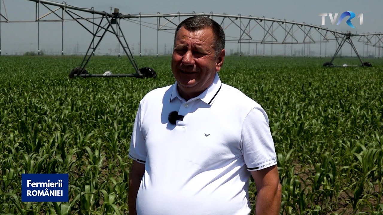 Ferma unde se produce sămânță de grâu și de porumb