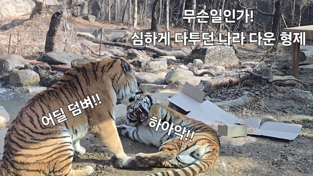 다운나라 형제의 결투가 있던날(마지막은 다운이 애교?)