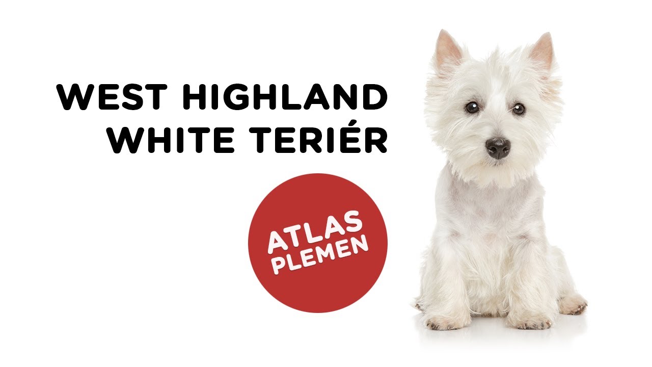 Atlas plemen - West highland white teriér - Tlapka TV