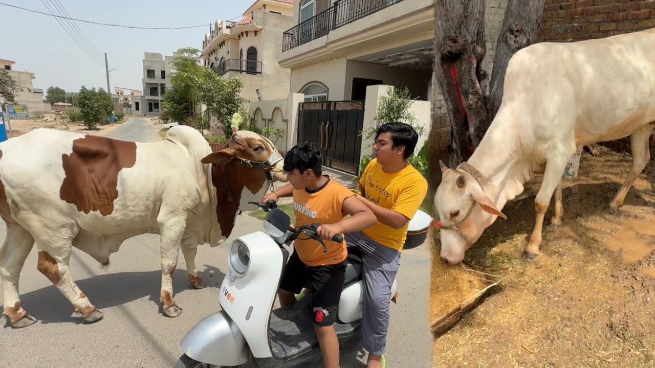 Qurbani Ka Janwar Zoo Mein Agea 🥰