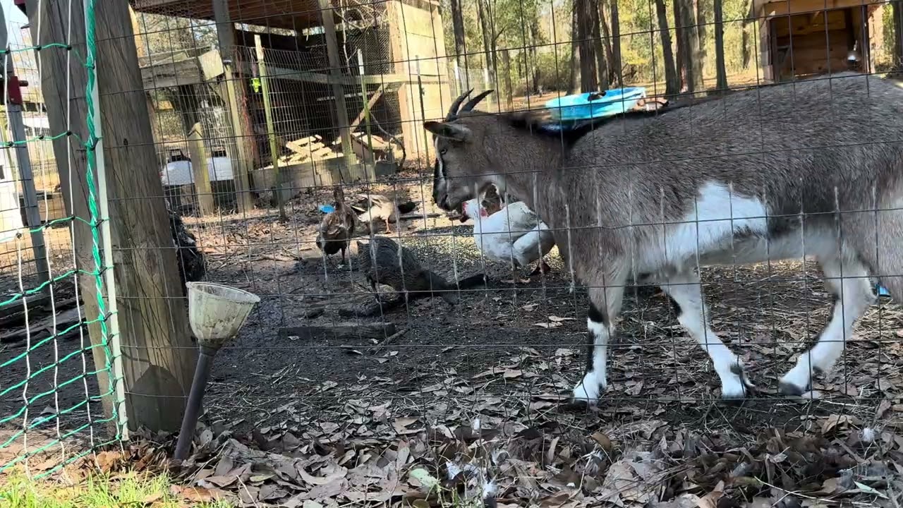 Ducks and Curling Facts