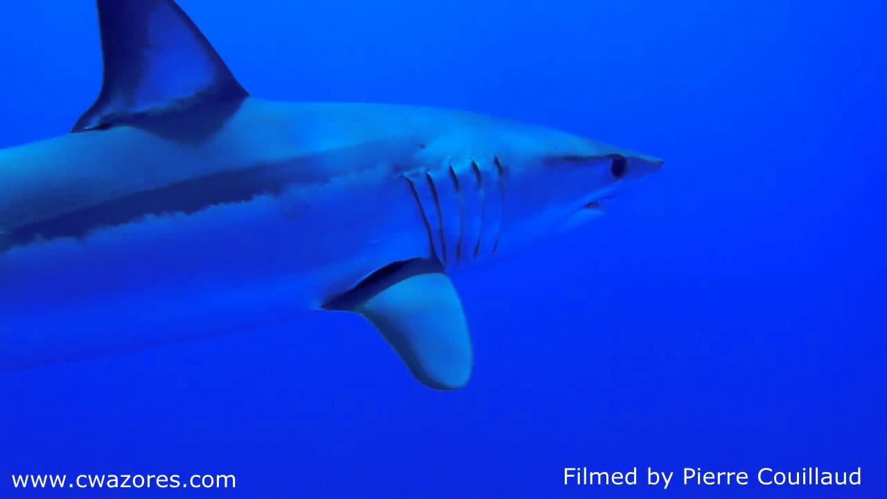 Mako! Mako! Mako!