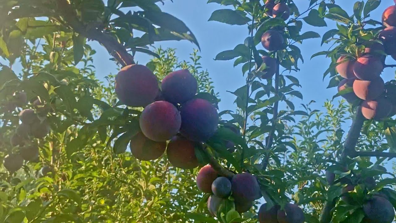 Black Diamond Erik Ağacı Bakımı: Verim Arttırma ve Meyve Arttırma Yöntemleri