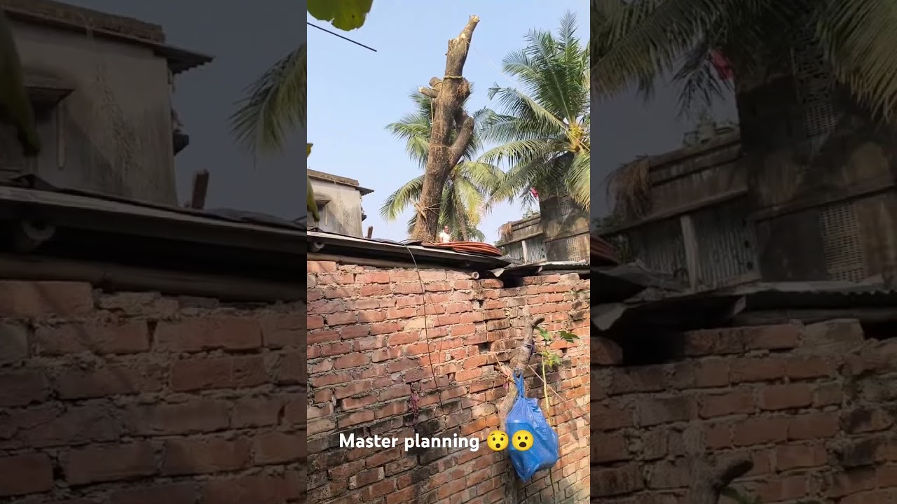 A master planning cutting tree 