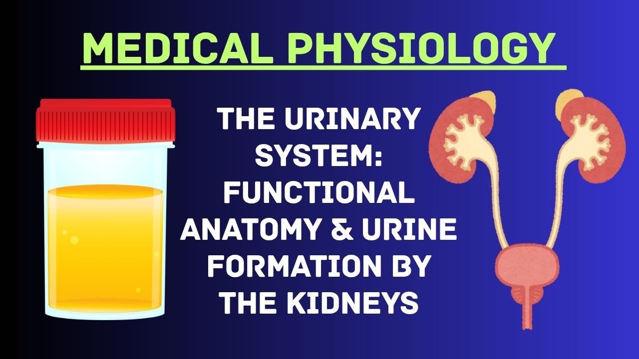 Guyton and Hall Physiology | Chapter 26 | The Urinary System
