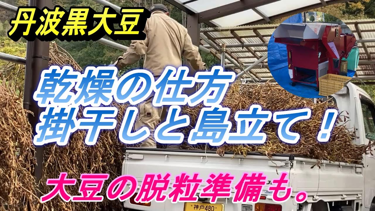 【大豆の乾燥】丹波黒大豆を倉庫横に設置した単管パイプに掛け干しします。これで雨が降っても少しは大丈夫・・・かな。