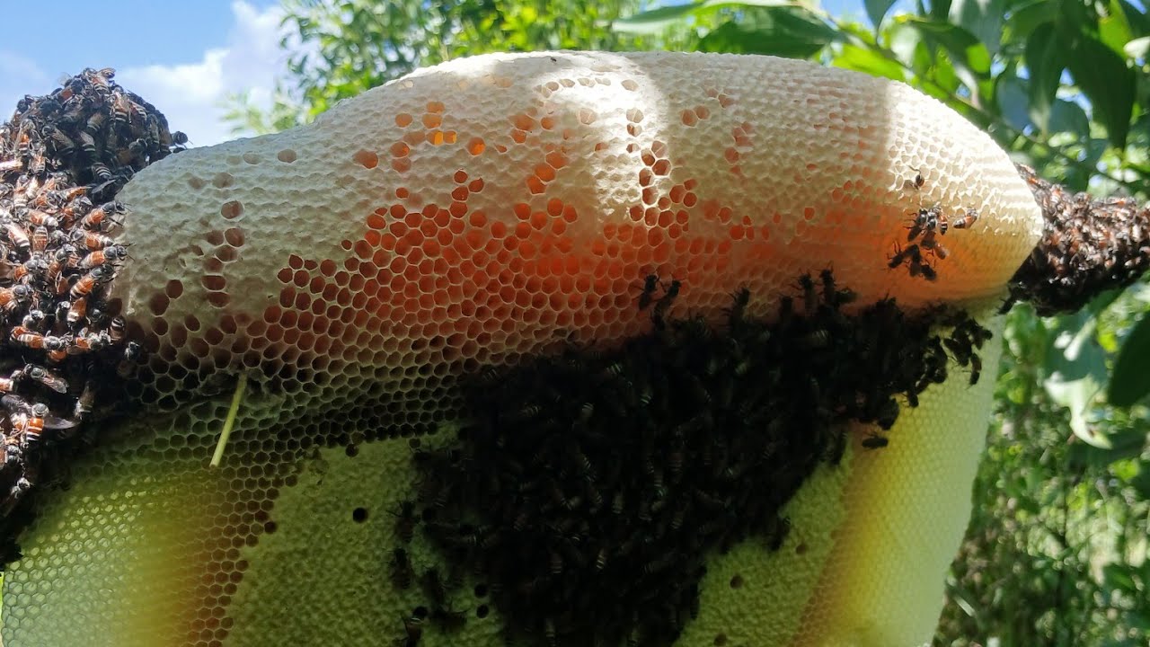 Săn ong gần nhà trúng luồng ong quá đã