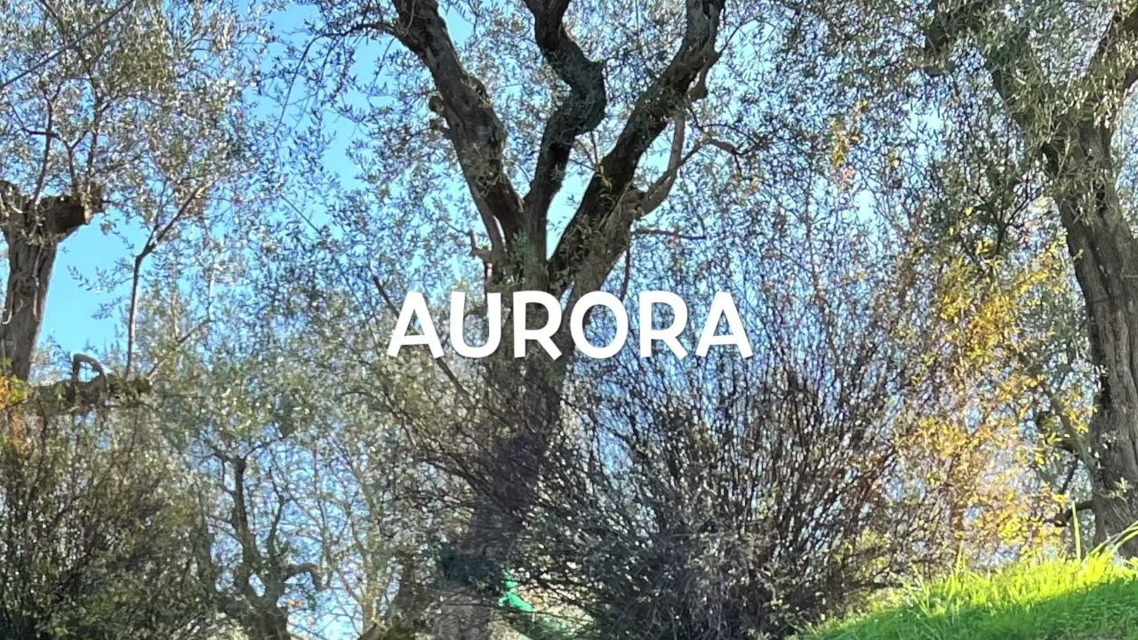 Aurora DJ Atom 6