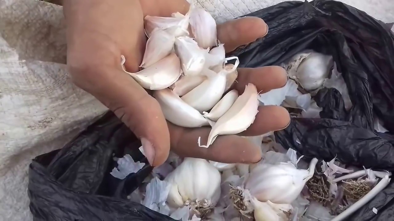 اسهل طريقه لزراعه الثوم بخطوات سهله  Garlic cultivation method in Egypt
