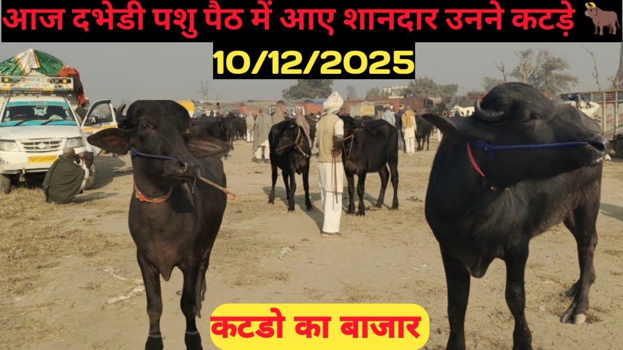 Dhabedi pashu paith 🐂 || Murrha jhota || katda || Murrha bull || Pashu mandi || #pashumandi 