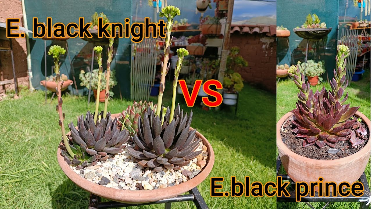 Echeveria black knight vs echeveria black prince.