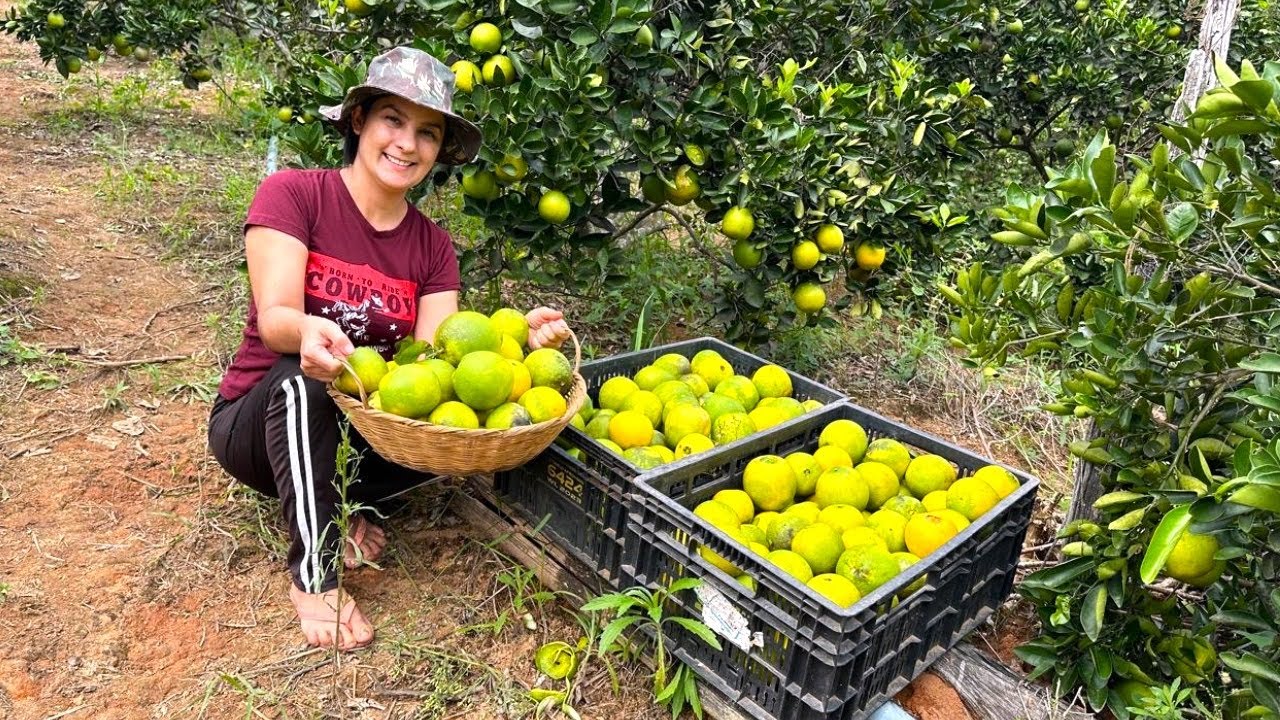 Pés de laranja explodindo de frutas, hoje é dia de colheita.