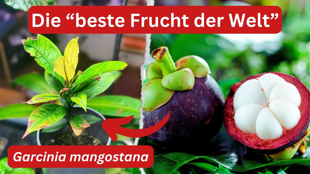 Mangostane – die Königin der Früchte als Zimmerpflanze!