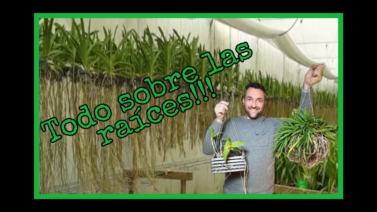Las raíces de las orquídeas