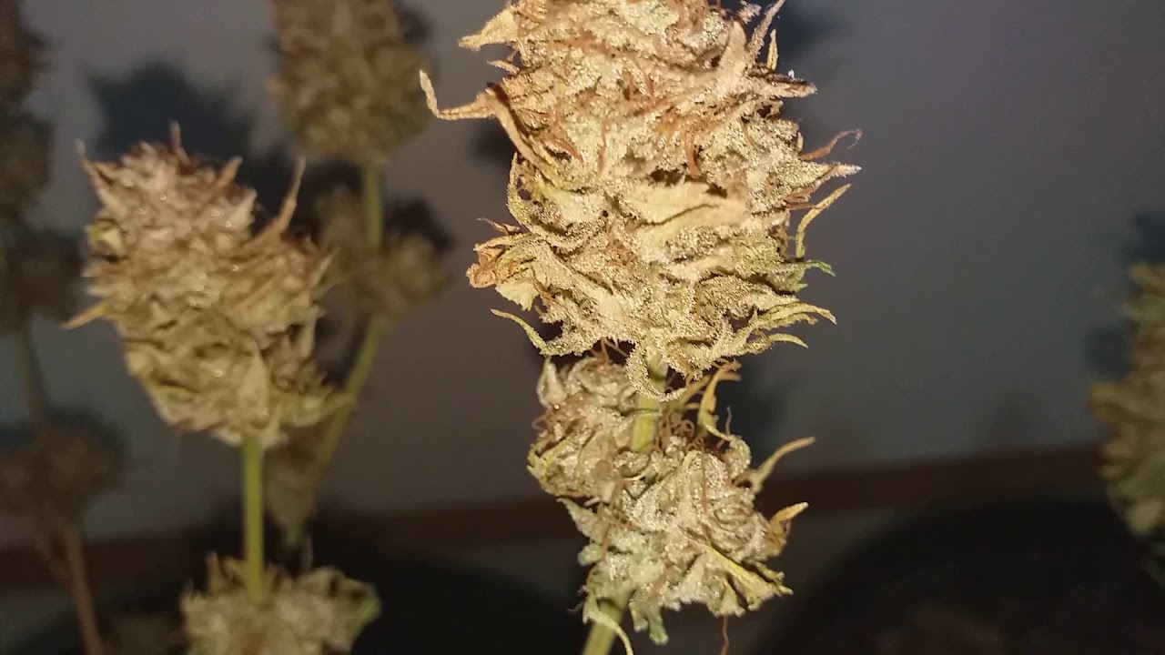 cultivo cannabis medicinal indoor (colheita autom&aacute;tica 62 dias com poda lst)