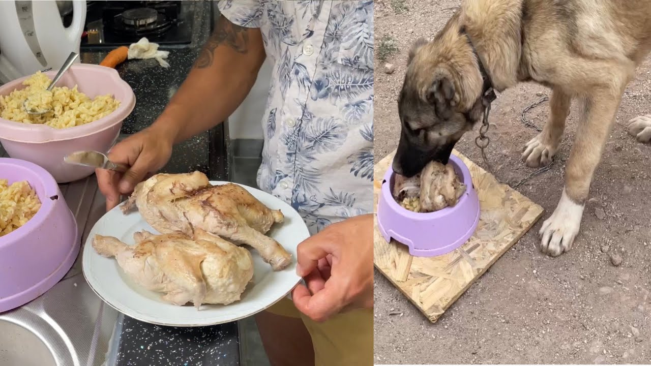 ÇOBAN KÖPEGİ AYI VE KANGAL HIRÇININ 
ÖZEL AKŞAM YEMEĞİ TAVUKLU MAKARNA 🍝