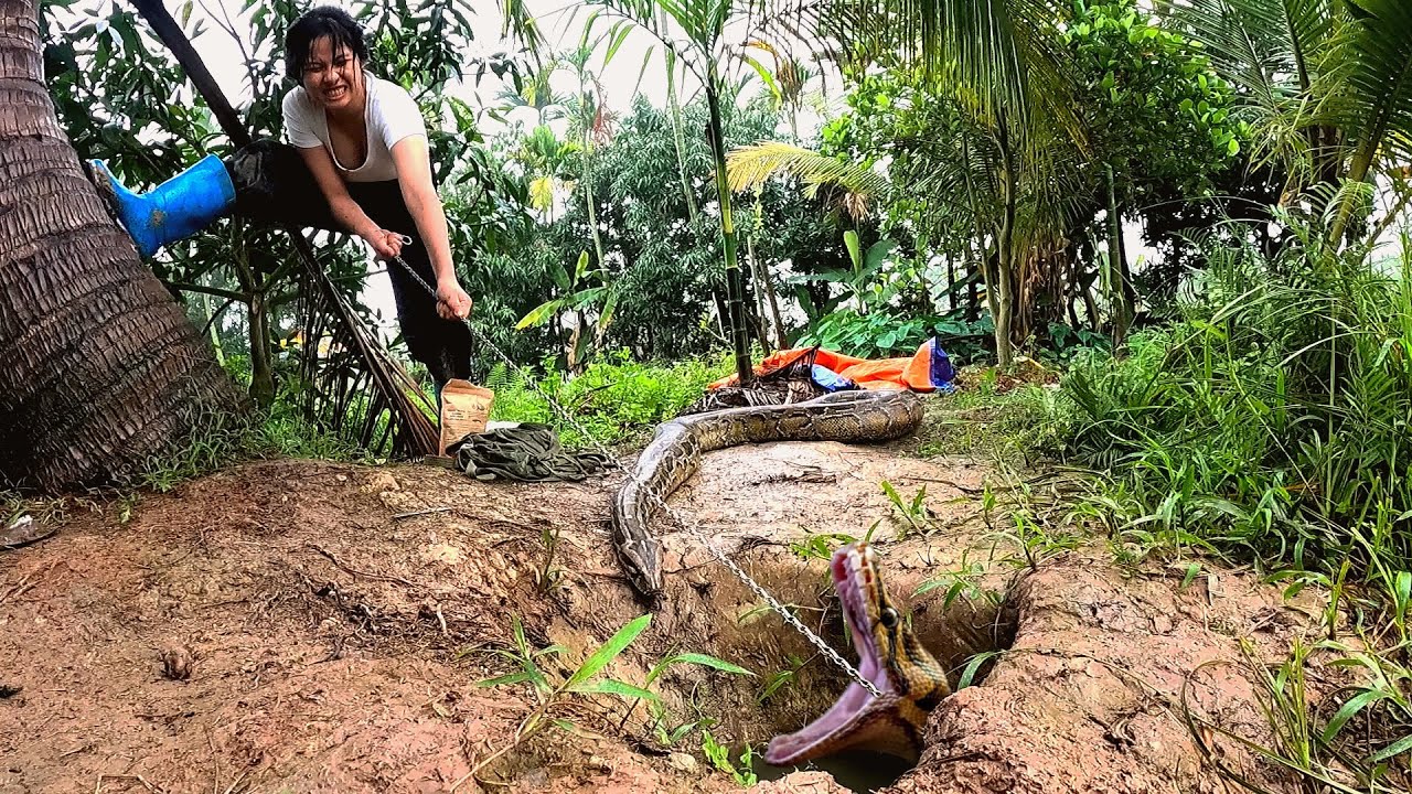 Terrified, Brave Girl Alone Faced The Ferocious Giant Python
