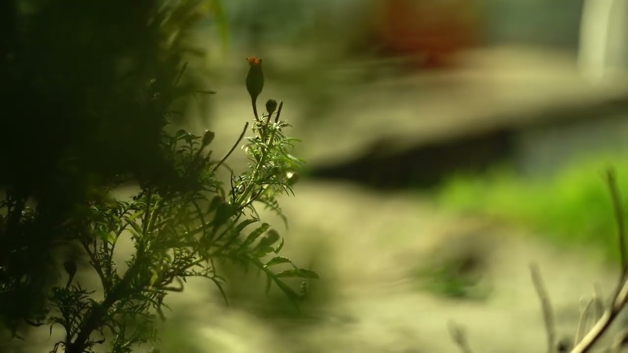 Cinematic story |sony | alpha