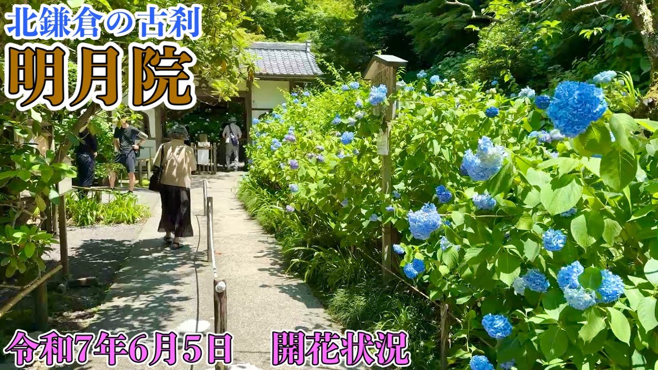 令和7年6月5日　北鎌倉　明月院　あじさい開花状況