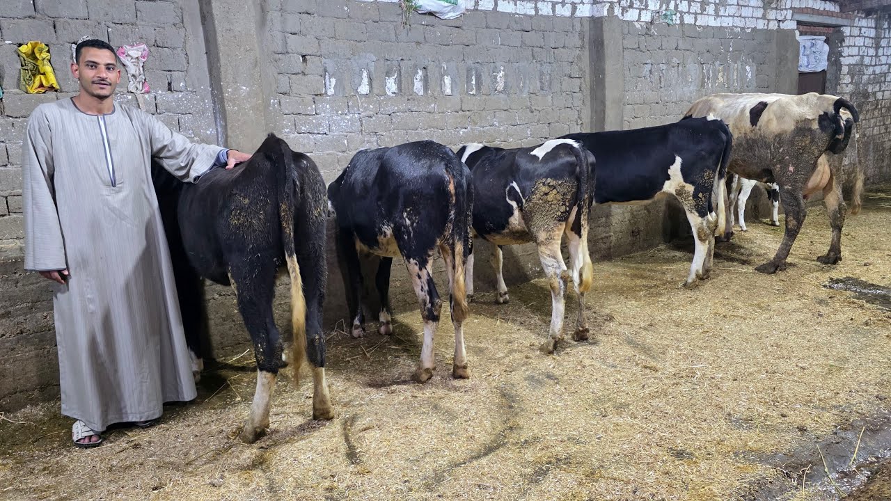 وداعا للغلاء مفاجأة السنة الجديده عجلات 🐄 عشر  سلالات هولشتاين وبراون  بسعر من 41 الف  مش معقول 