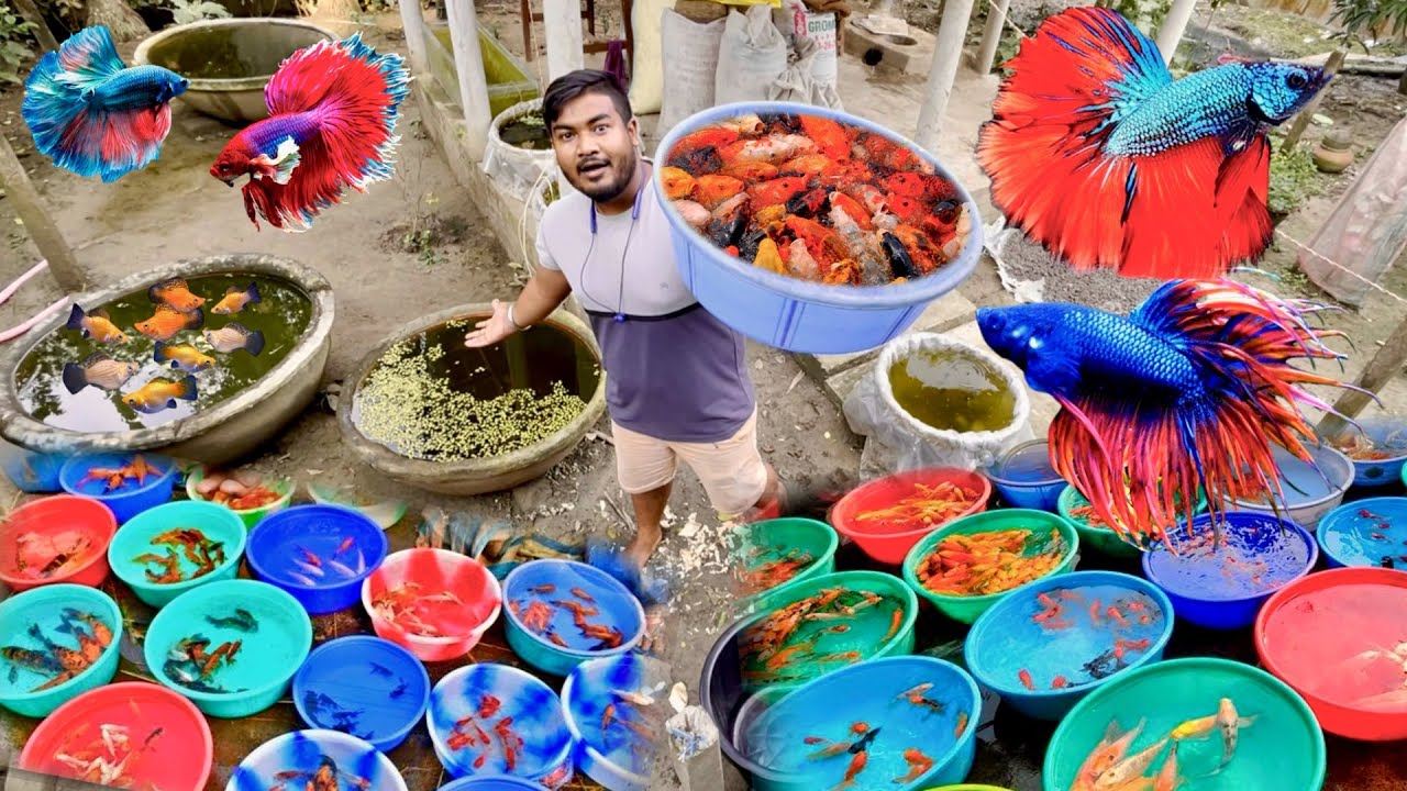 আমার মাছের বাগান 🐠 All My Fish Collections | EXPERiMENTAL