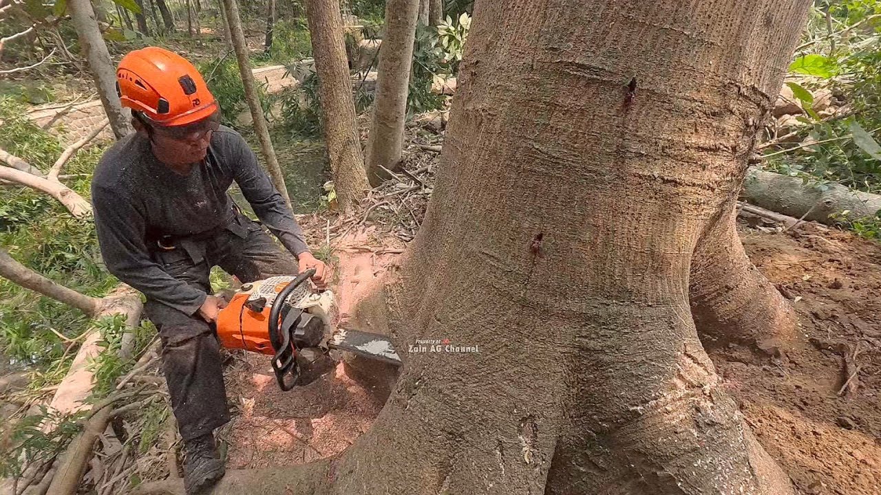 Опасный..!! Обрезка высоких деревьев албазии - stihl ms 261
