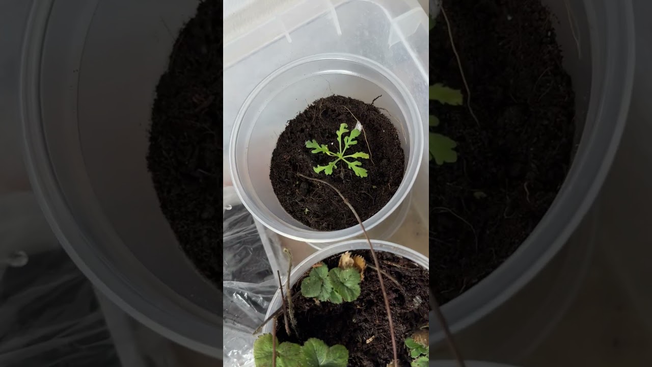 Секрет Марка Фримана: Как вырастить пушистые корни-макароны без химии на AGRoGMON