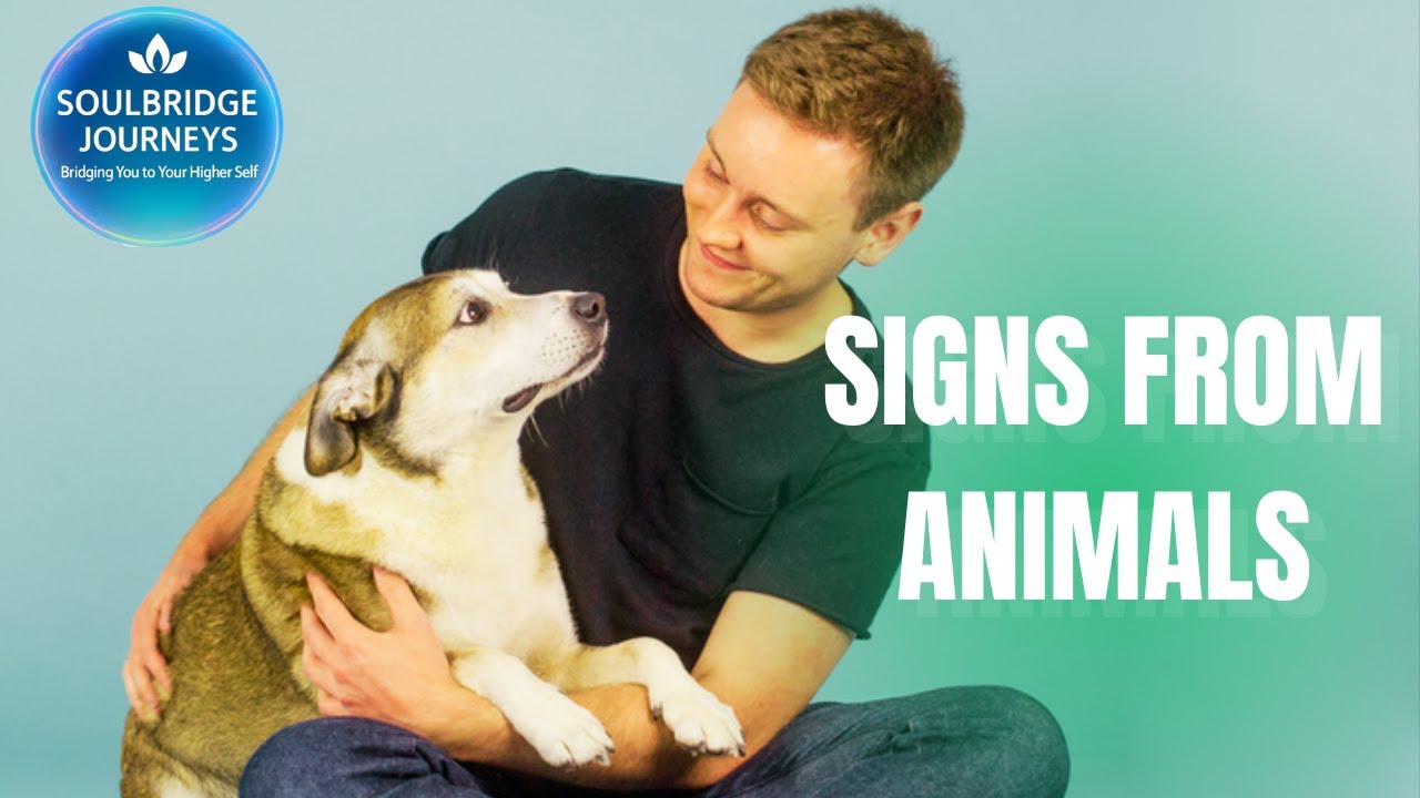 Signs From Pets in Spirit 🐾 | How Animals Communicate After Death