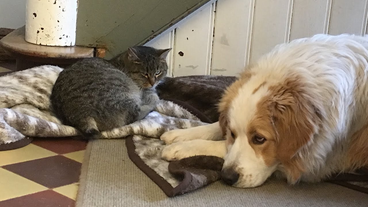 Tierfreundschaft zwischen Hund & Katze entsteht&hellip;!