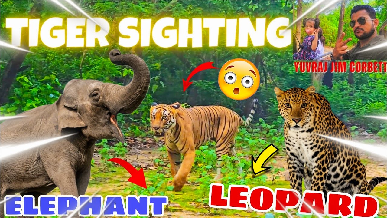 Tiger, Leopard and Elephant sighting complete package Safari in Dhela zone 🤩 #yuvrajjimcorbett 