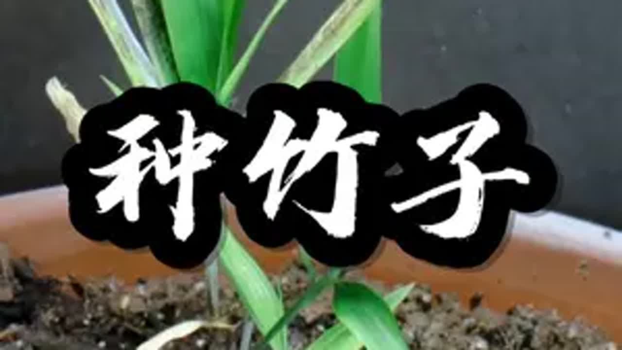 竹子还能这样种植种植 种植小技巧 种竹子闲鱼捡漏 上闲鱼有钱花