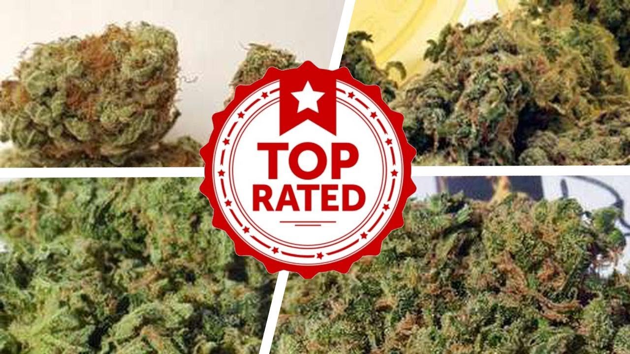 The Best Types Of Weed For Focus 💟