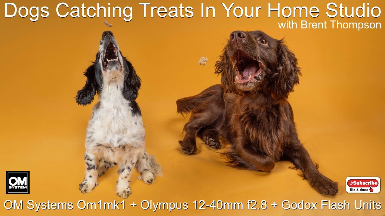 Dog treat catching in your home studio using Godox AD200 flash units x2