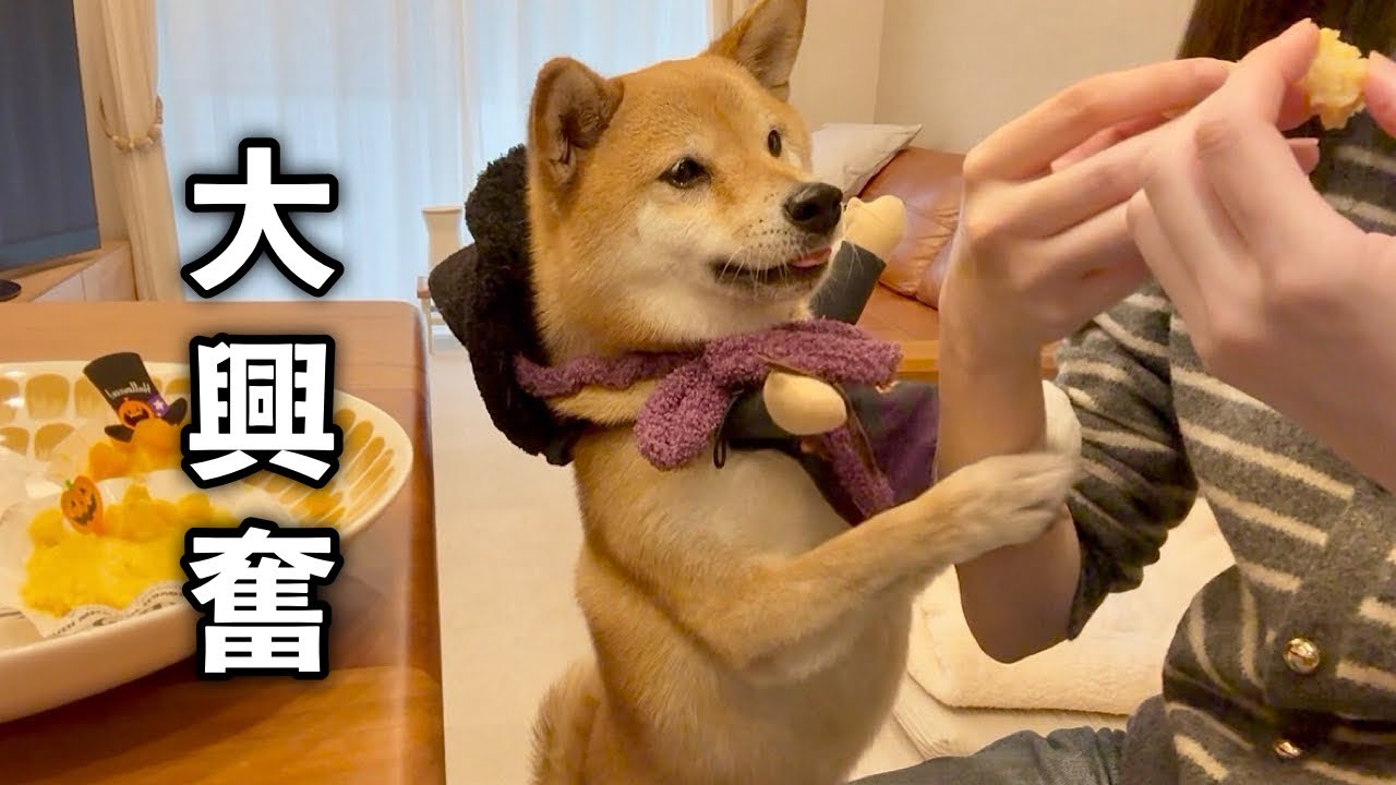 ふたりでハロウィンパーティーをしたら美味しすぎて飼い主のお菓子も奪おうとする柴犬が可愛すぎました